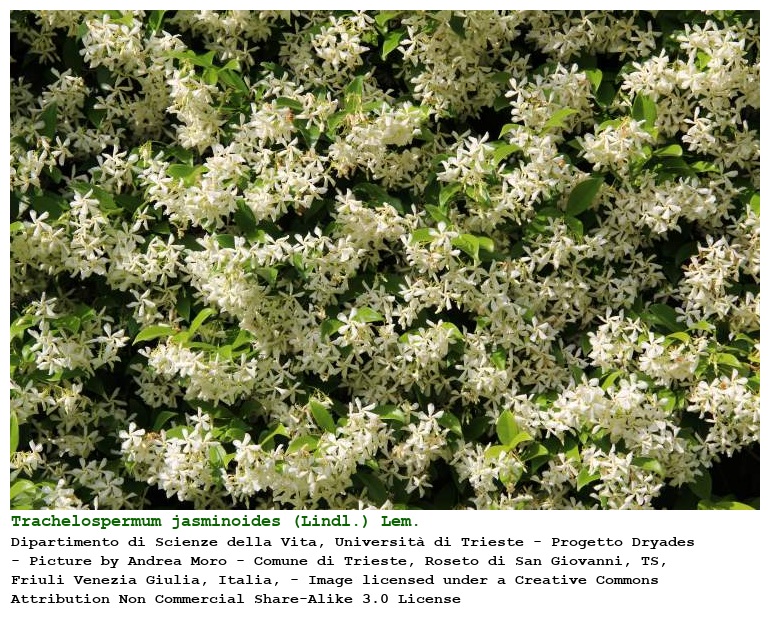 Trachelospermum jasminoides (Lindl.) Lem.